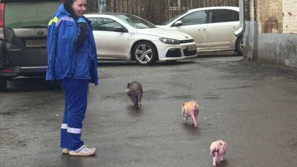 Хрюшки спасены! Под Москвой на пожаре спасли 10 минипигов