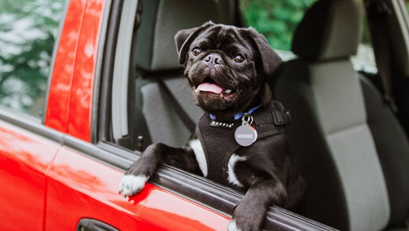 Почему собаку укачивает в машине