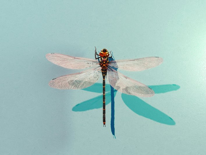 внешний вид стрекоз Sympetrum fonscolombii внешний вид стрекоз Sympetrum fonscolombii