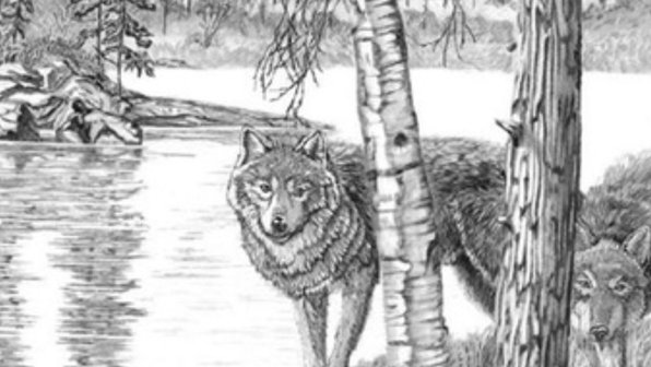 Уникальная задача на деменцию: сколько волков видите?