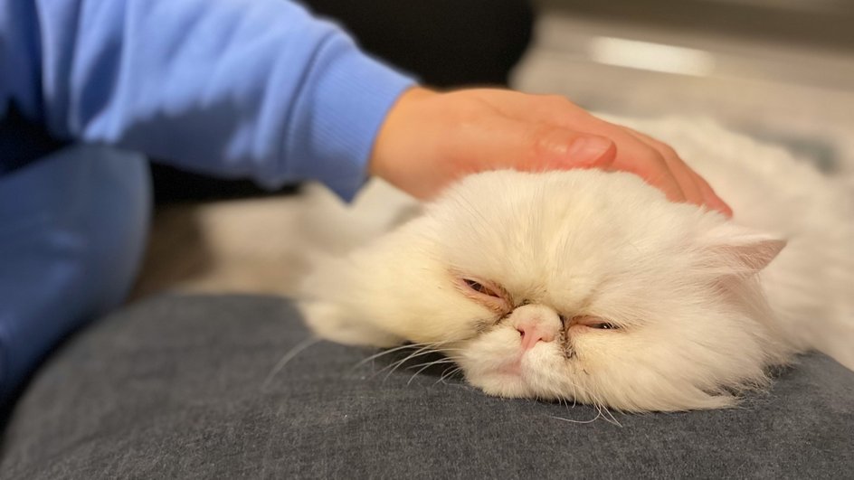 Хозяин гладит белую кошку, больную диабетом Хозяин гладит белую кошку, больную диабетом