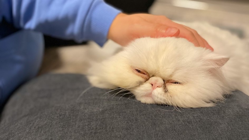 Больная и уставшая кошка лежит на подушке Больная и уставшая кошка лежит на подушке