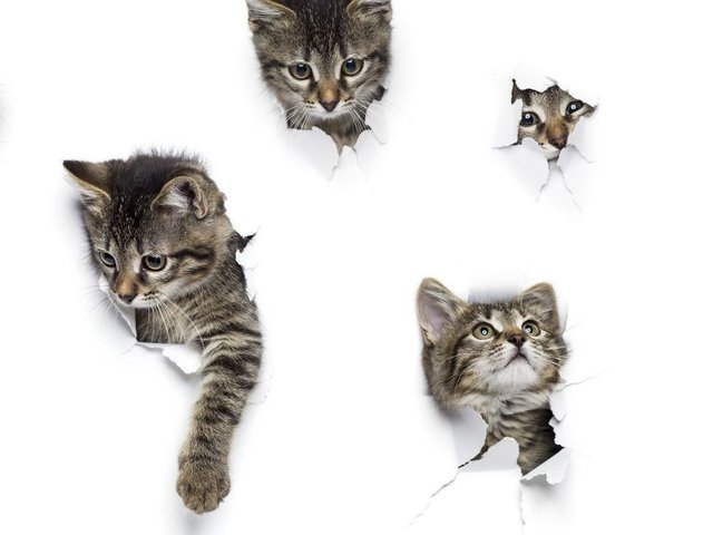 Тест: какая из редких пород кошек вам подходит?