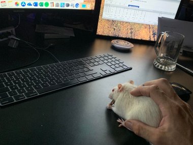 Какая-то неправильная мышь.