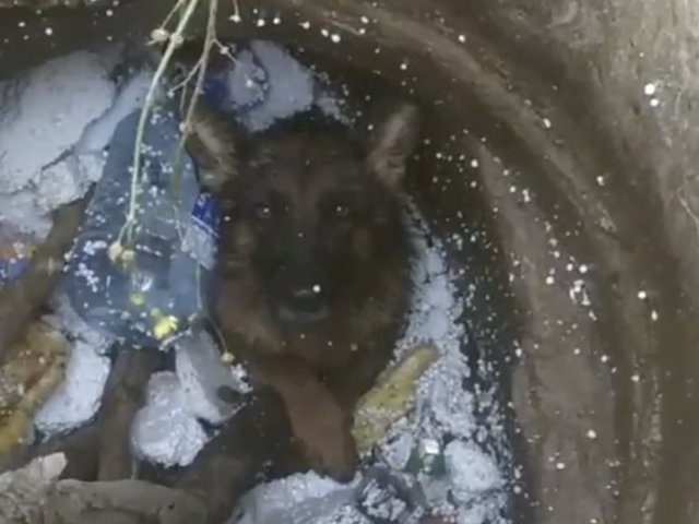 В Лобне спасли овчарку, провалившуюся в колодец с водой