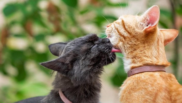 Коты VS кошки: кто наиболее ласковый?