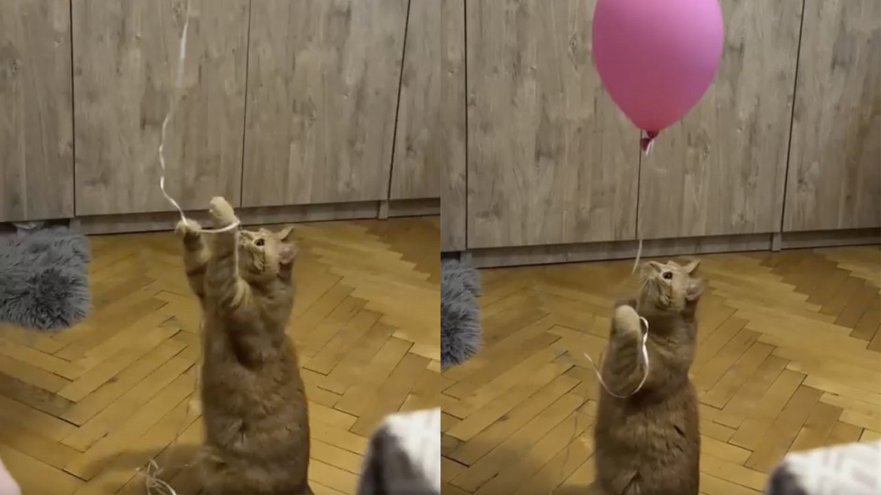 Кот и шарик Кот и шарик