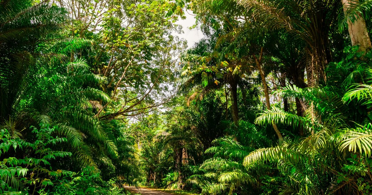 Ученые: «дороги-призраки» связаны с исчезновением лесов на Земле