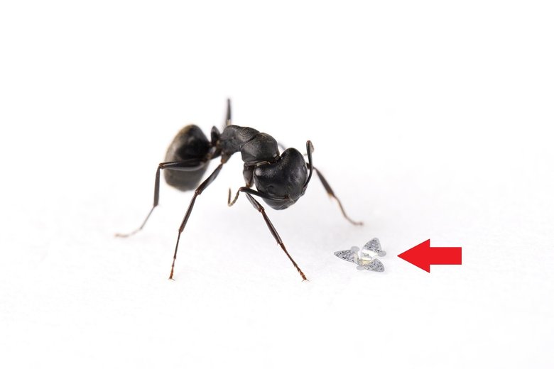 Трехмерная модель чипа рядом с обычным муравьем. Фото: Northwestern University