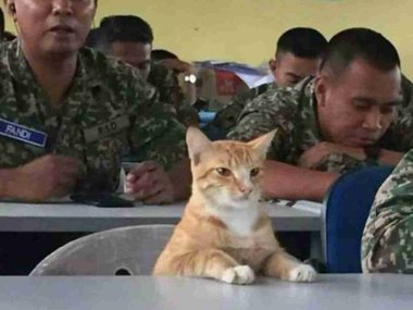 Товарищ полковник! Источник: https://www.reddit.com/r/Catswithjobs/comments/c55bl0/colonel_mittens_at_your_service/