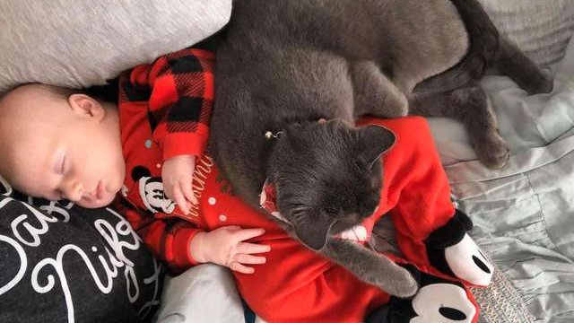 Pets.mail.ru Pets.mail.ru