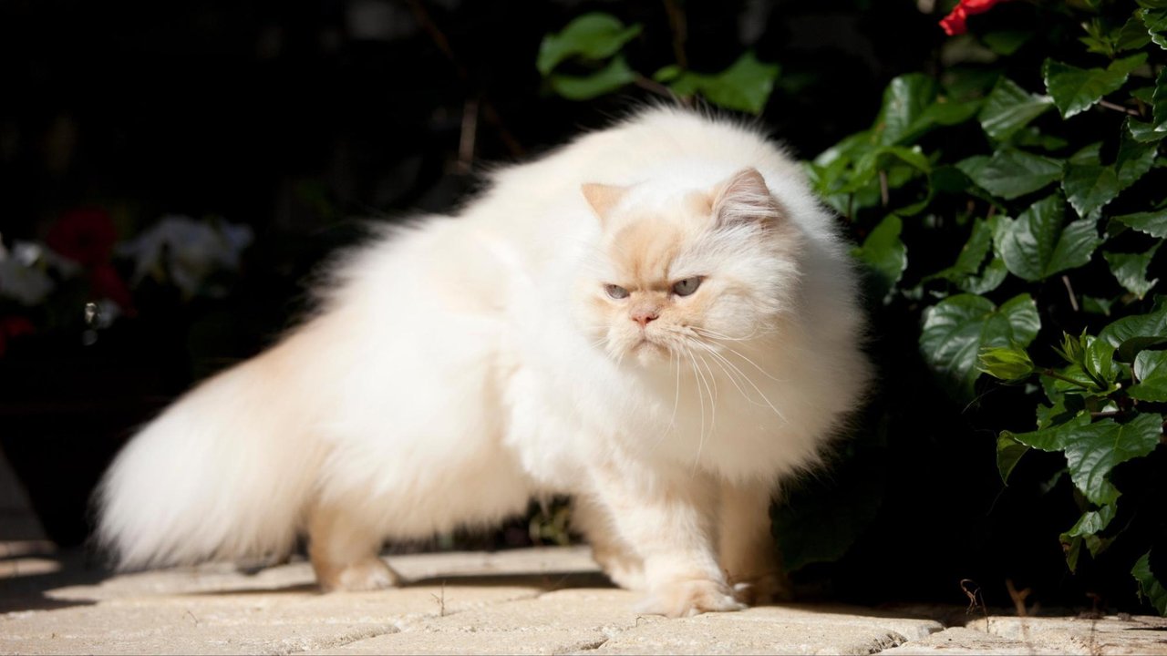 Гималайская кошка Гималайская кошка