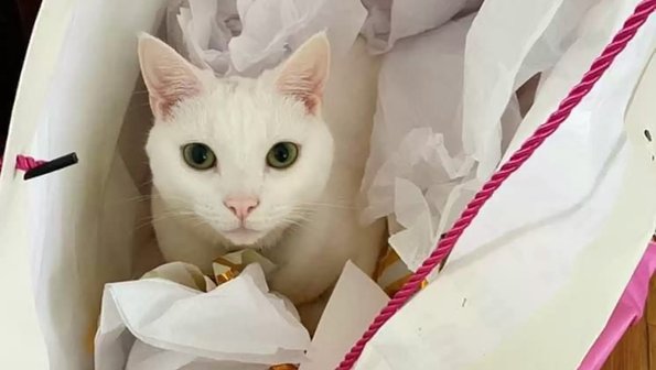 Белый кот нашел косметичку хозяйки и превратился в «поросенка»