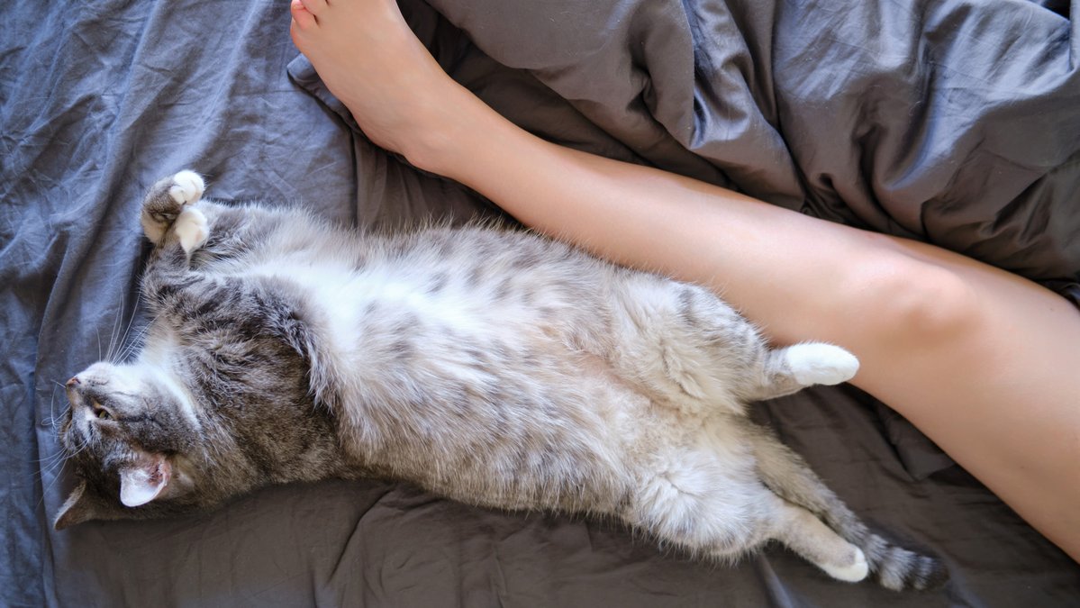 Почему кошки ложатся спать в ногах у человека - Питомцы Mail.ru