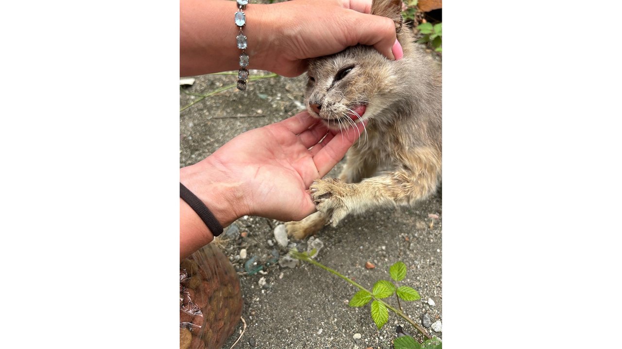 Руки гладят котенка Руки гладят котенка