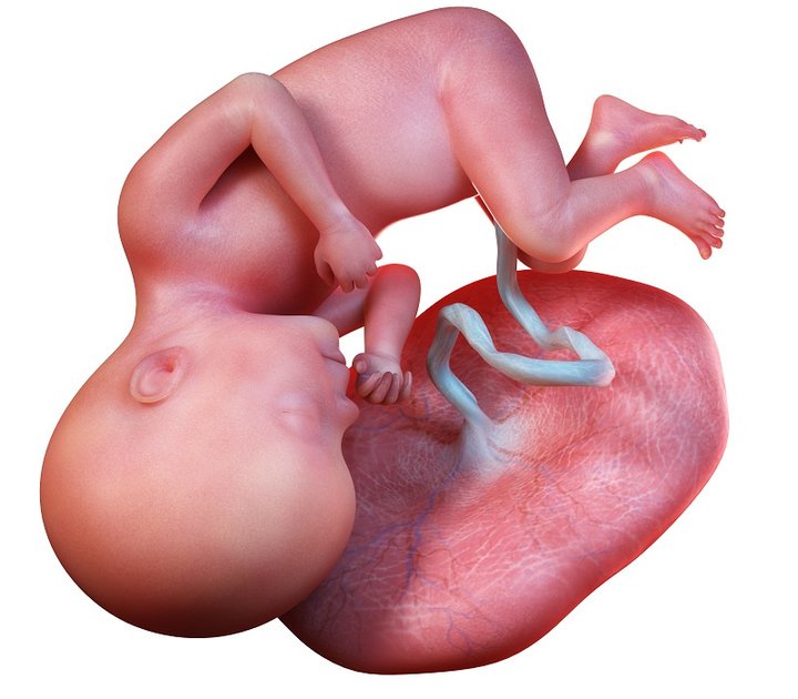 27 Неделя Беременности От Зачатия Узи Плода Фото Живота Что Происходит С Мамой И Малышом