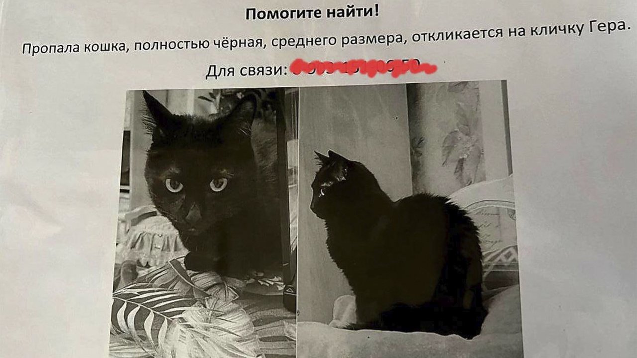 Объявление о поиске кошки Объявление о поиске кошки