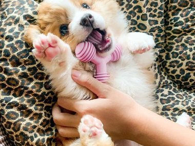 Pets.mail.ru Pets.mail.ru