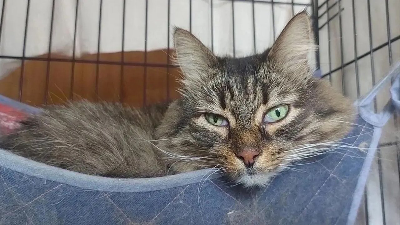 Кот с волшебными глазами Кот с волшебными глазами