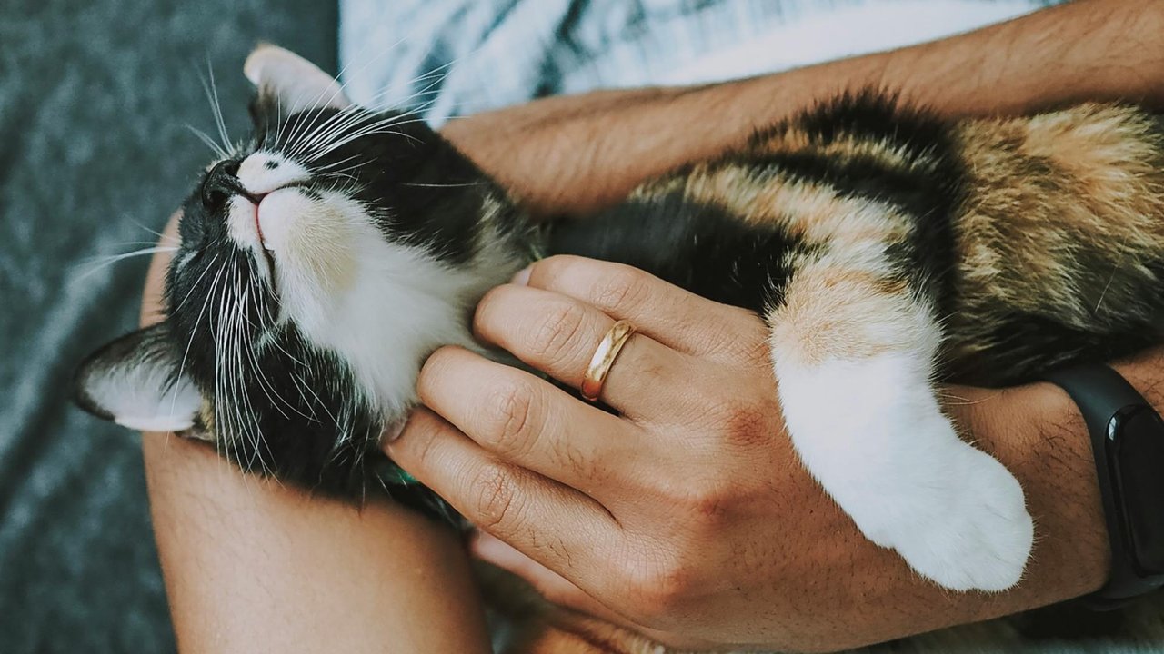 Кошка