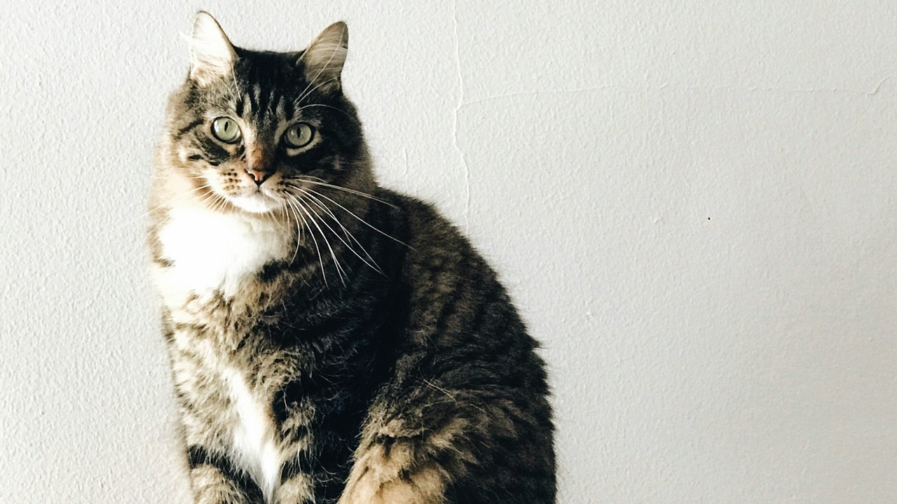 Кот Кот