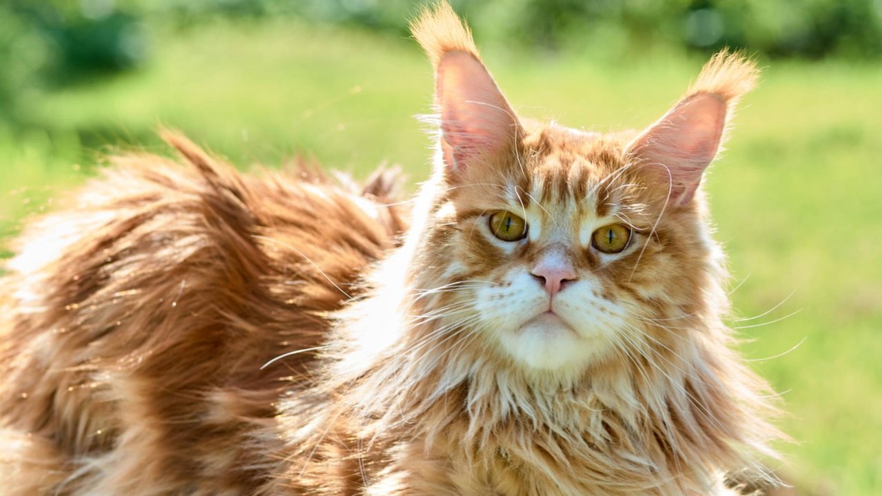 Рыжий кот Рыжий кот