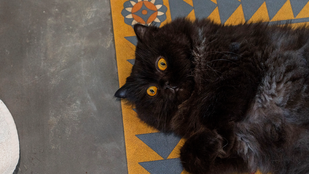 Последние полгода семь персидских кошек живут без хозяйки