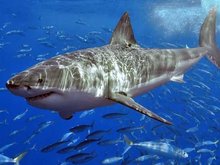 Кадр из Карибские острова 3D: Погружение с акулами