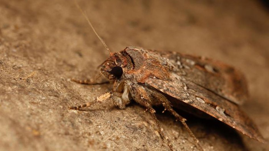 моль богонг (Agrotis infusa) моль богонг (Agrotis infusa)