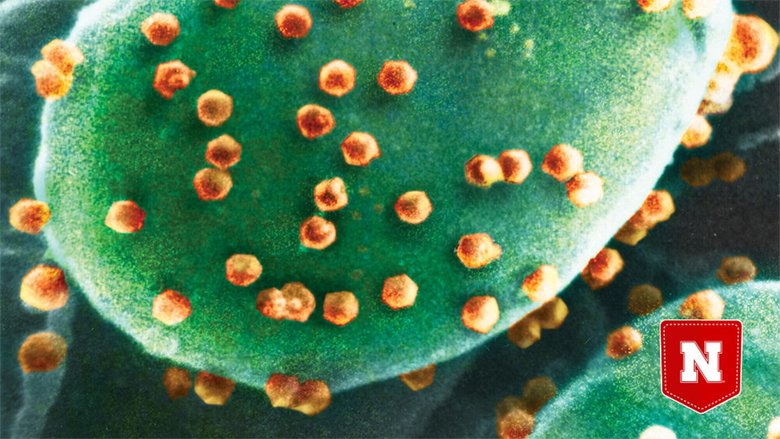 Трехмерная модель хлоровирусов – основной пищи нашего героя. Фото: New Atlas 