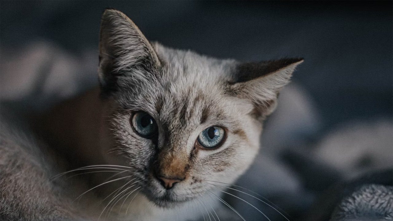 Кошка Кошка