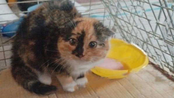 В Кондопоге спасли котят, которые замерзали на даче