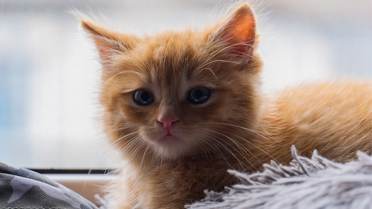 Котенок лежит на ткани Котенок лежит на ткани