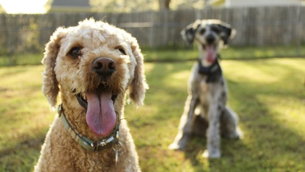 10 удивительных фактов про язык собаки