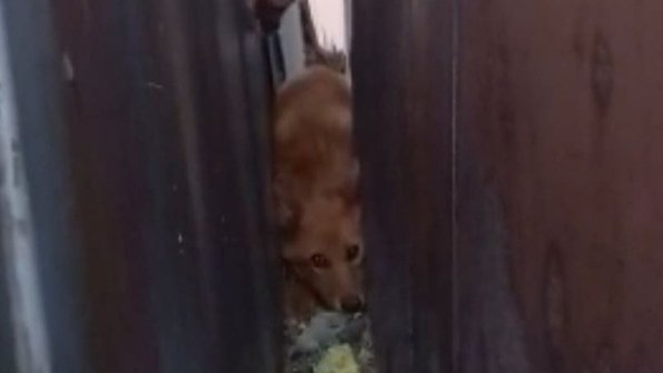 В Улан-Удэ собака неделю провела в заточении между гаражами