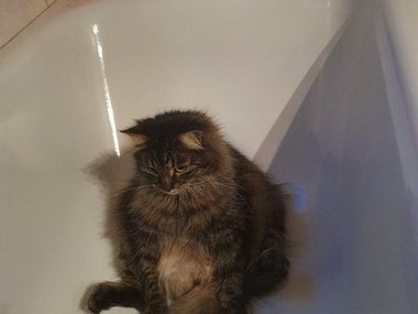 У моего кота случился экзистенциальный кризис в ванной.