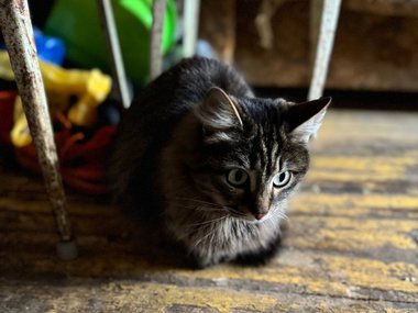 Кошка по имени Кактус Кошка по имени Кактус