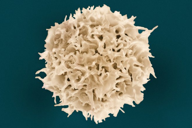 T Lymphocyte