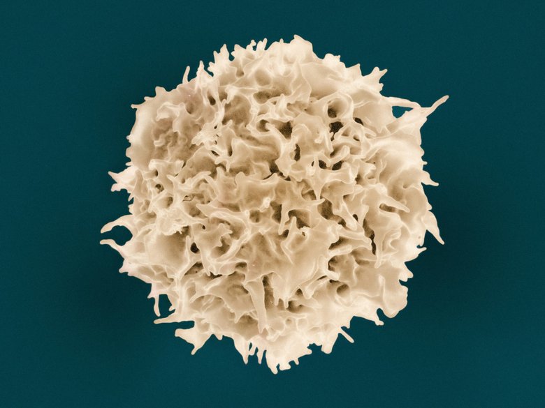 T Lymphocyte