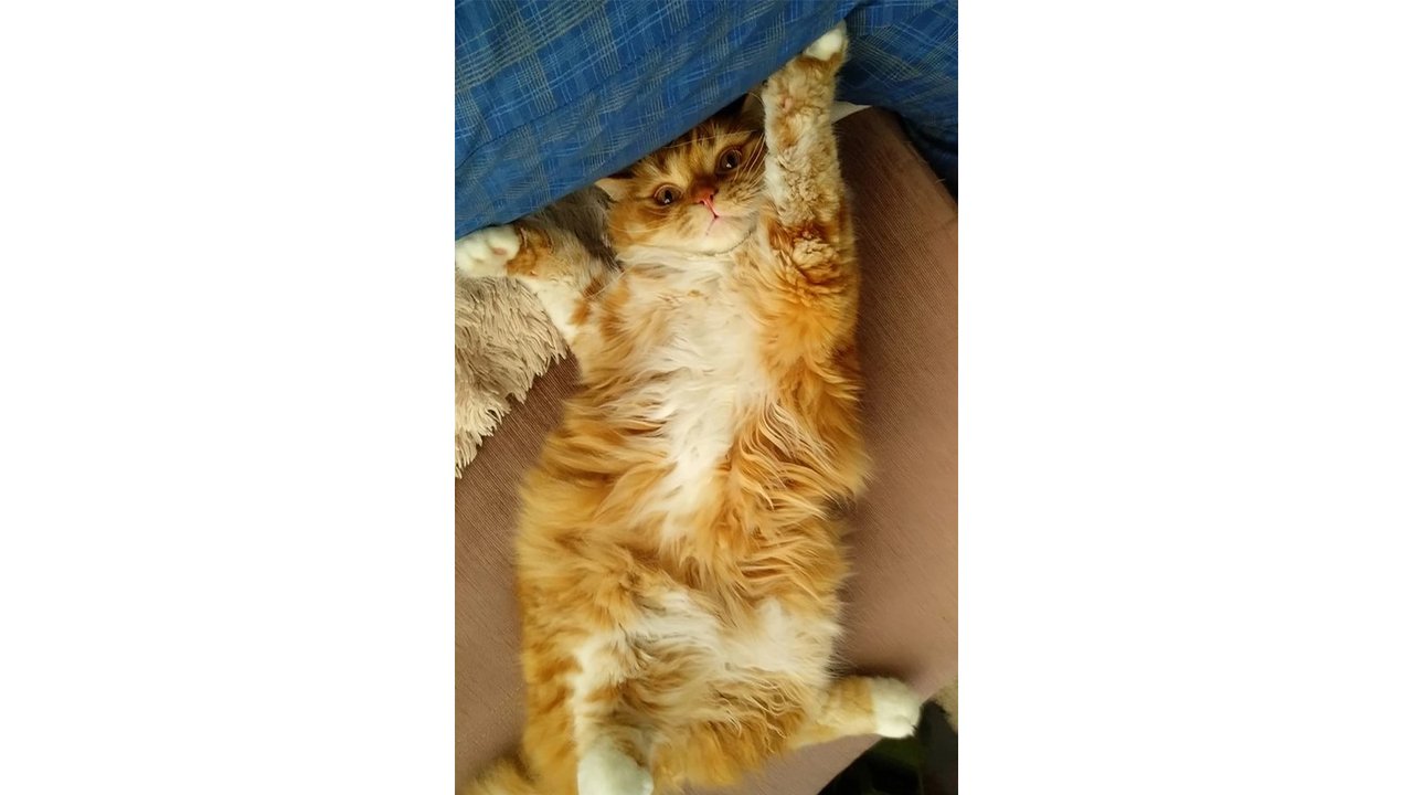 Кот лежит Кот лежит