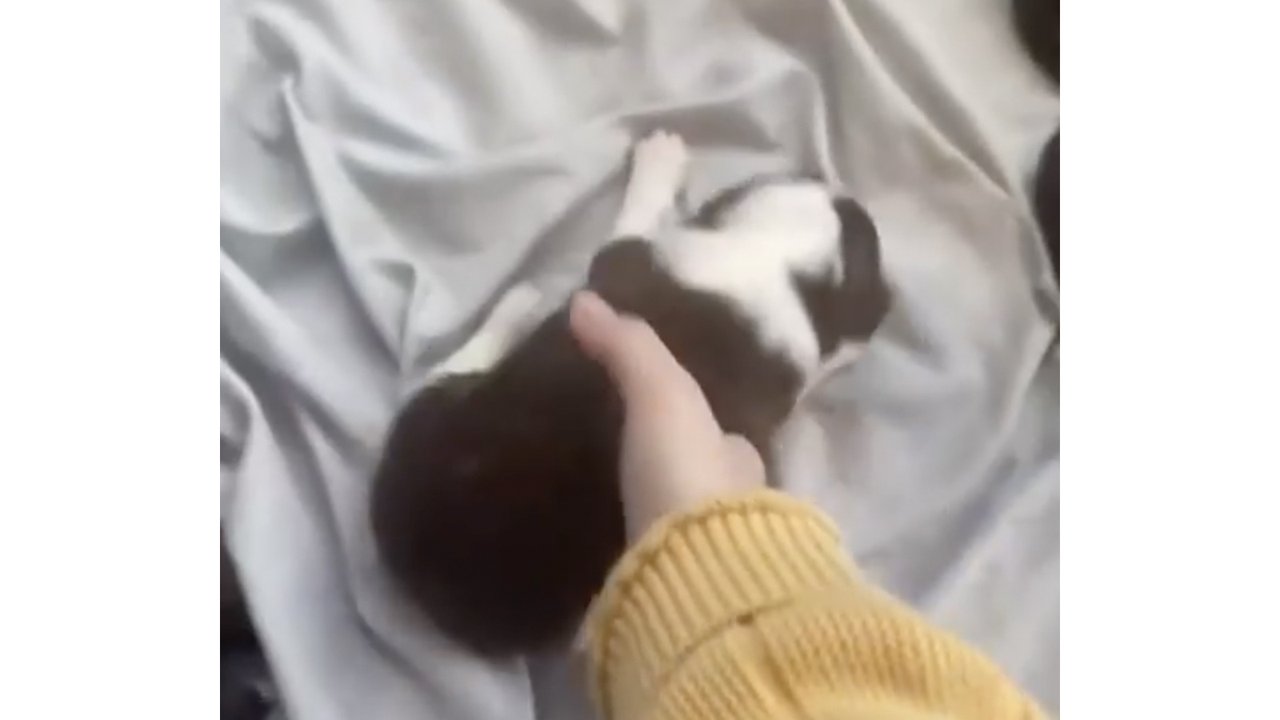 Хозяйка положила щенка к другим щенкам Хозяйка положила щенка к другим щенкам