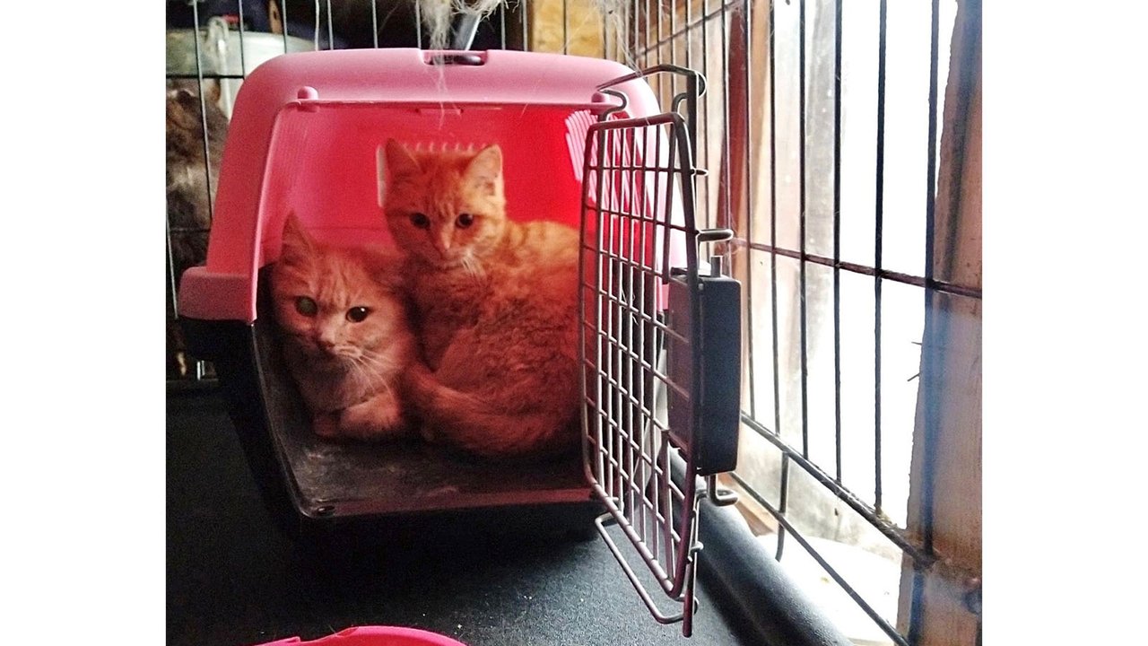 Студенты спасли девять выброшенных кошек с крыши магазина в Рязани