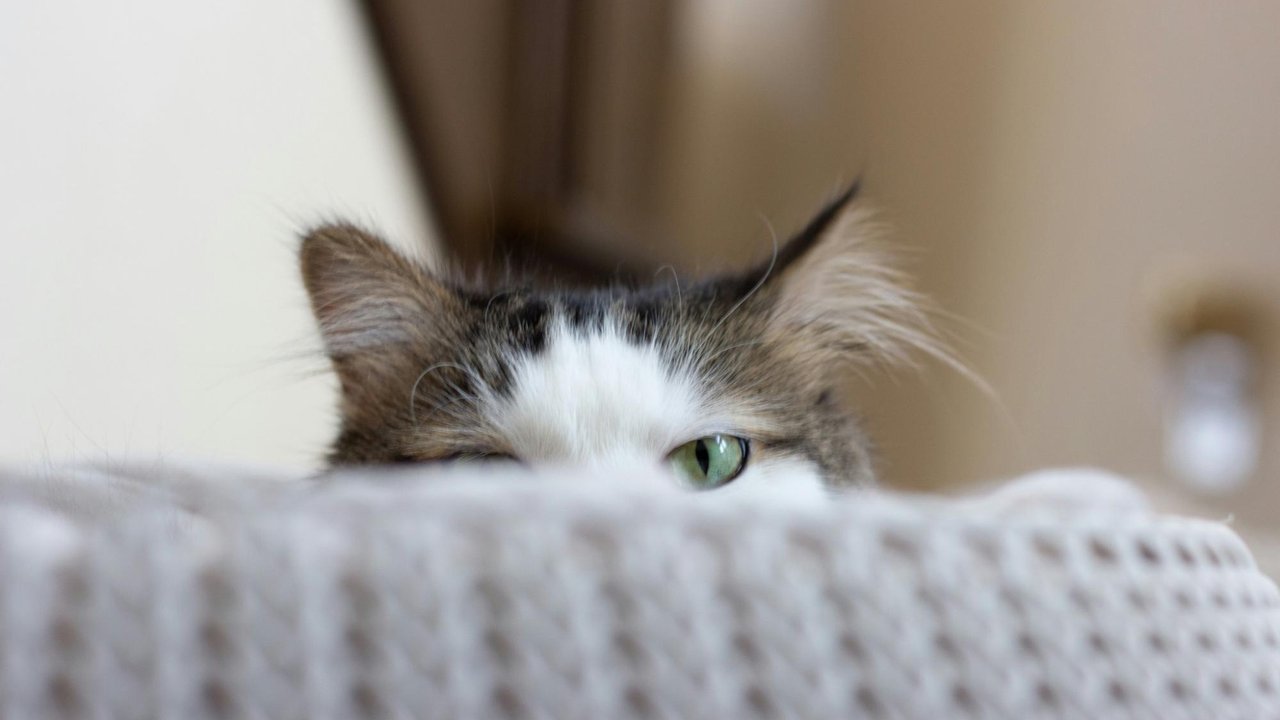 Кошка Кошка