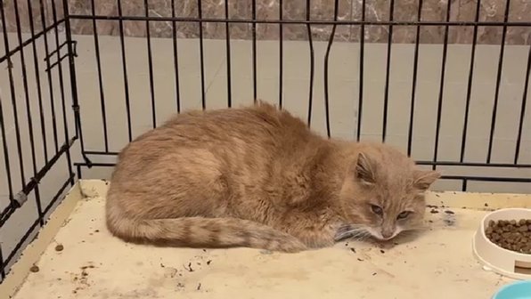 Кот, спасенный из капкана, стал охранником зоопарка в Карелии