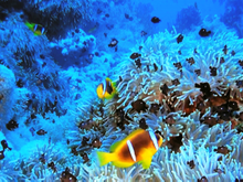 Кадр из Коралловый риф 3D