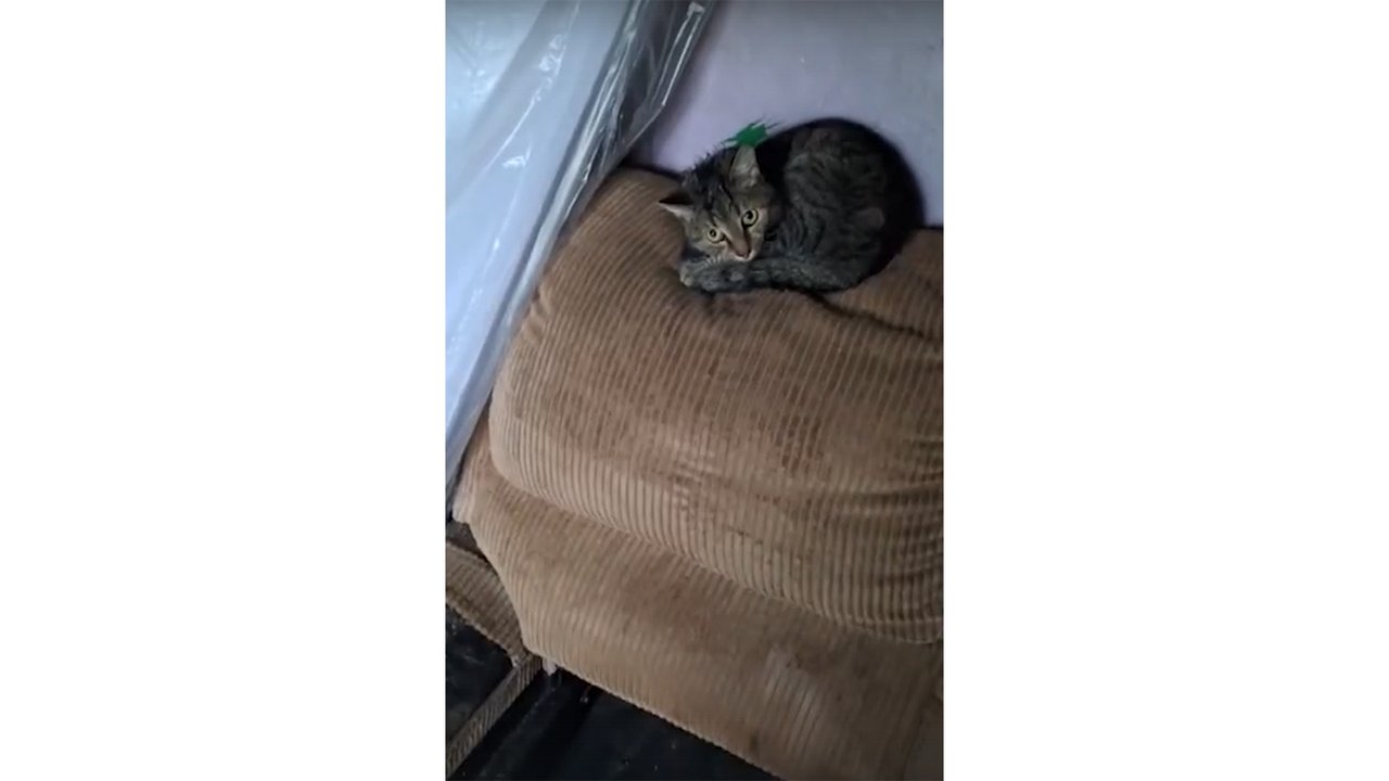 Кошка сидят в запертой квартире