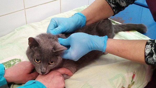 В Перми бездомные собаки спасли от холода кошку