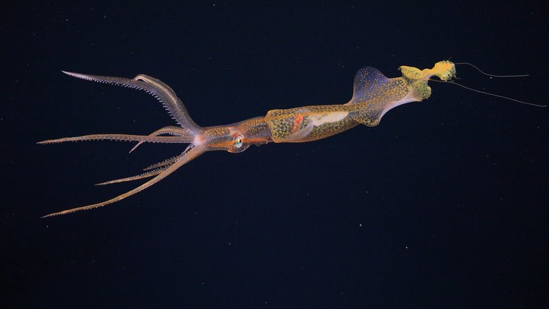 Изображение редкого кальмара Grimalditeuthis bonplandi. Фото: Schmidt Ocean Institute