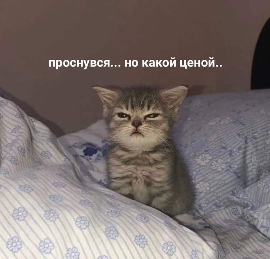 Проснувшийся кот