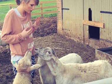 Slide image for gallery: 5104 | Певица Тейлор Свифт пообщалась с овечками. «Важные уроки дня: с овцами невозможно договориться, овцы грубые», — поделилась впечатлениями девушка